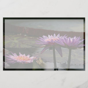 Fleurs de lotus pourpre