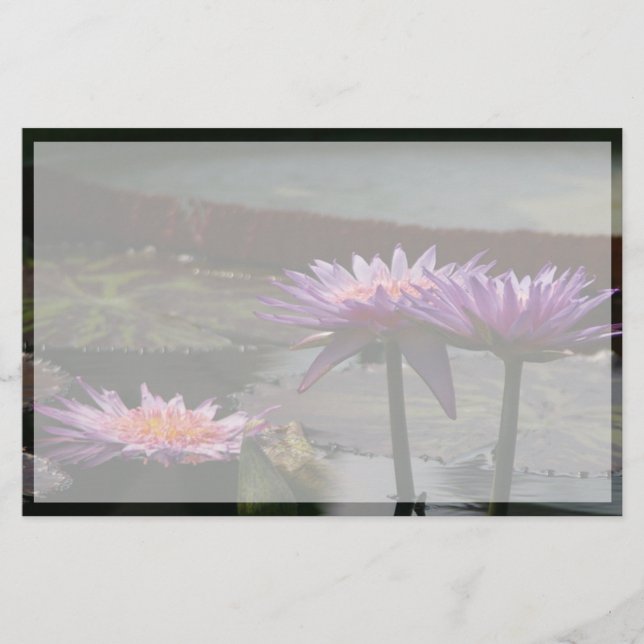Fleurs de lotus pourpre (Devant)