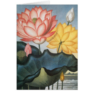 Fleurs de Lotus Vintage, Le Haricot Égyptien Sacré