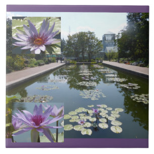 Fleurs de lotus violettes dans un étang en carreau
