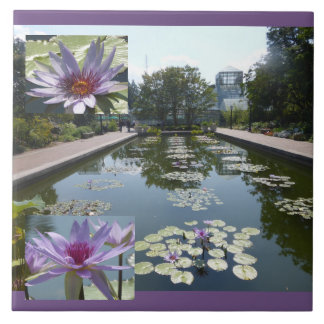 Fleurs de lotus violettes dans un étang en carreau