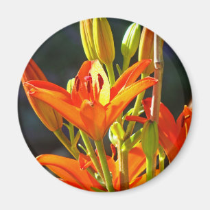 Fleurs de lys orange magnets Toucher de guérison