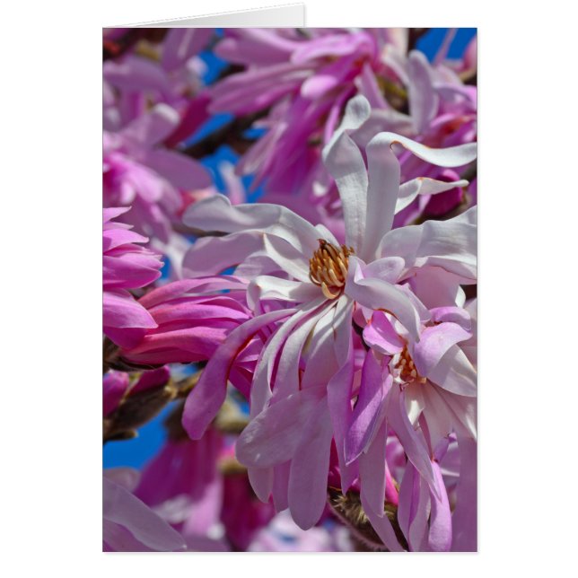 Fleurs de magnolia rose (Devant)