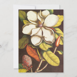 Fleurs de magnolia vintage avec graines