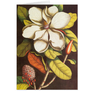 Fleurs de magnolia vintage plante avec graines