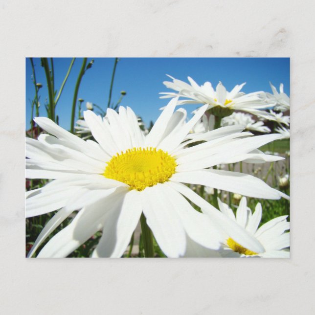 Fleurs de marguerite blanche cartes postales de ja (Devant)