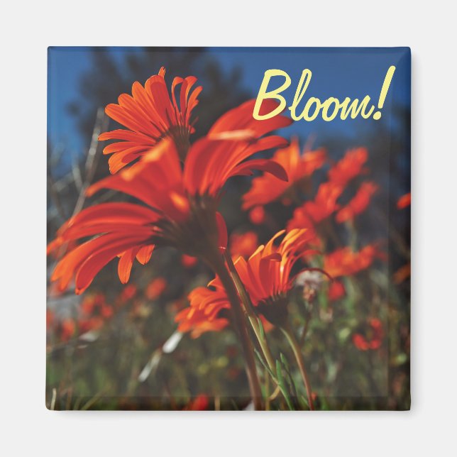 Fleurs de marguerite orange blanc Magnet Fleurir (Devant)