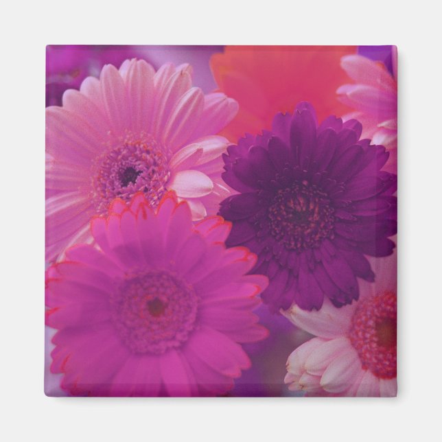 Fleurs de marguerite rose Gerbera Magnets (Devant)