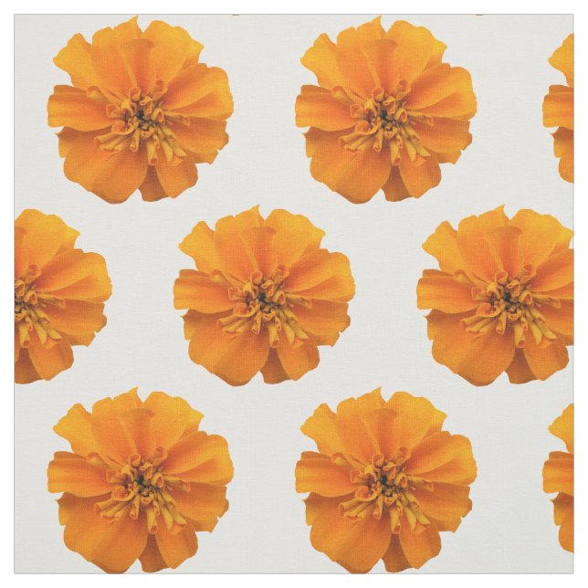 Fleurs de Marigold orange sur tissu blanc (Échantillon)