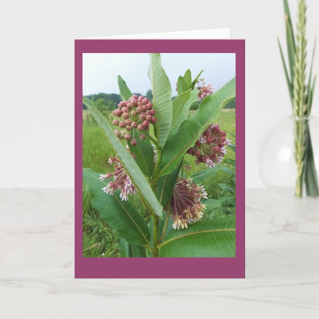 Fleurs de Milkweed dans le carte pour notes de (Devant)