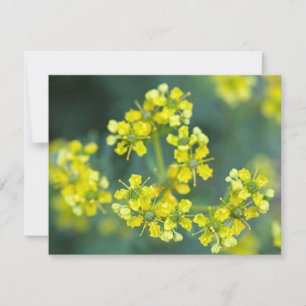 Fleurs de Moutarde, Carte de Vœux