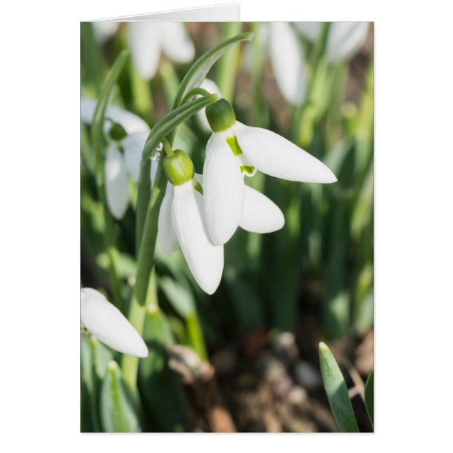 Fleurs de neige (Devant)