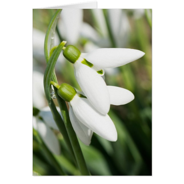 Fleurs de neige (Devant)