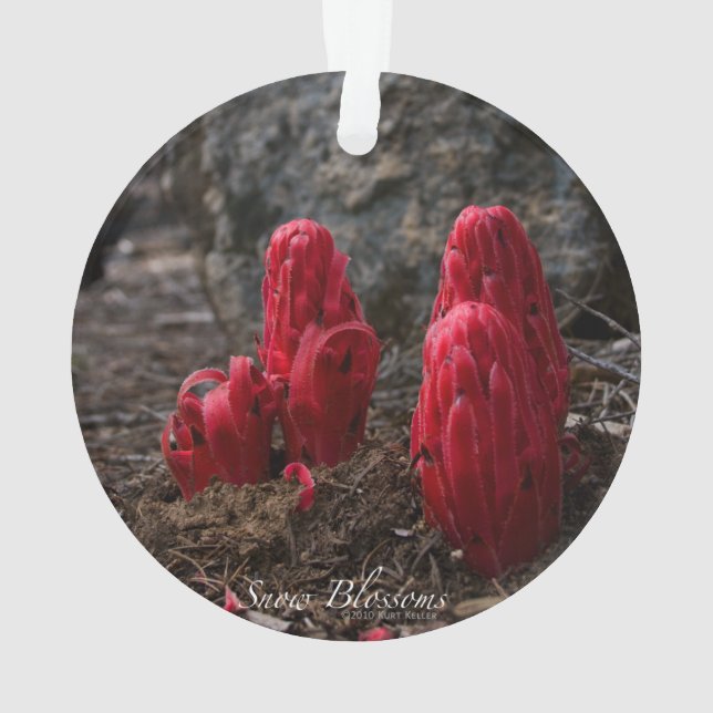 Fleurs de neige (dos)