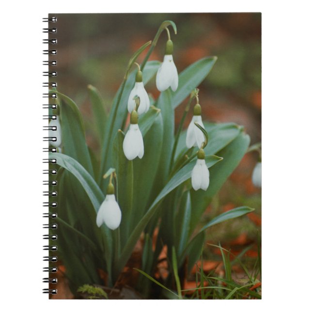 Fleurs de neige Carnet photo Spiral (Devant)