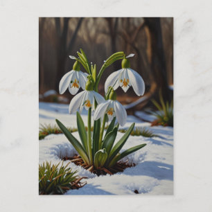 Fleurs de neige Carte postale