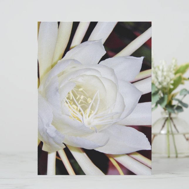 Fleurs de nuit (Debout devant)