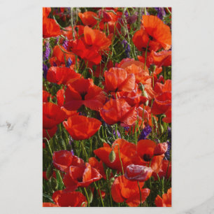 Fleurs de pavot rouge
