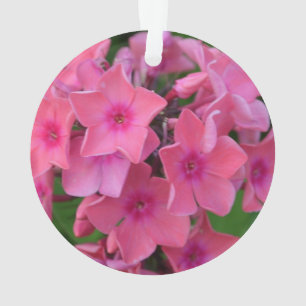 Fleurs de Phlox de roses indien