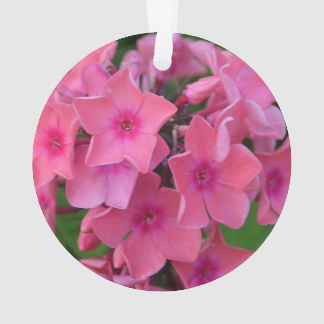Fleurs de Phlox de roses indien (dos)