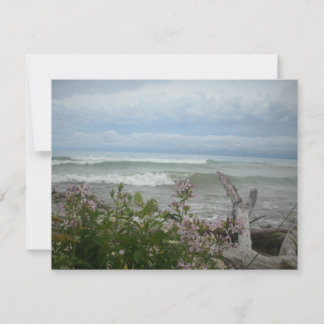 Fleurs de plage