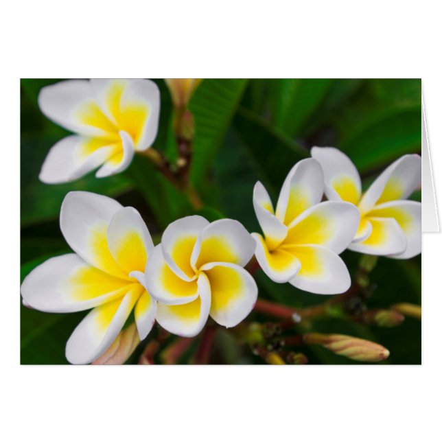 Fleurs de plumeria en gros plan, Hawaï (Devant horizontal)