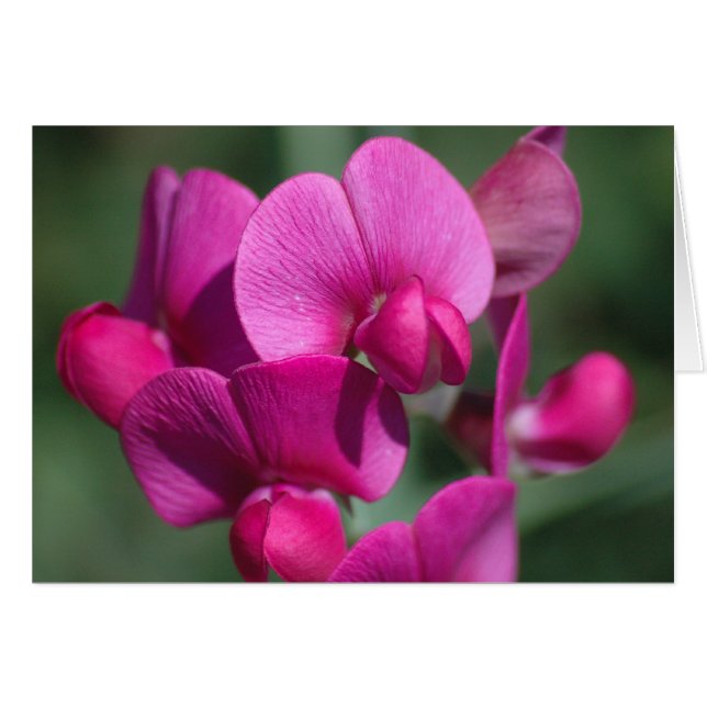 Fleurs de pois (Devant horizontal)