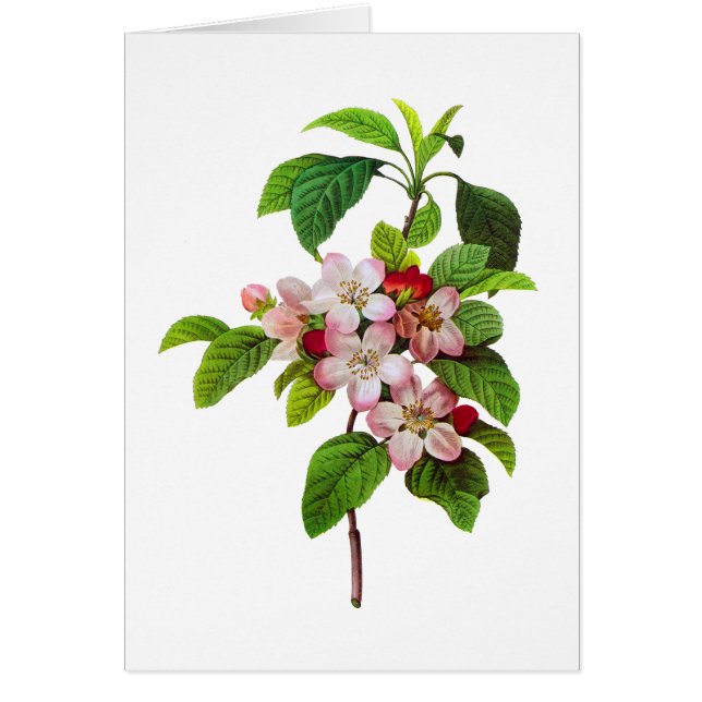 Fleurs de pomme rose par Pierre Jopseph Redoute (Devant)