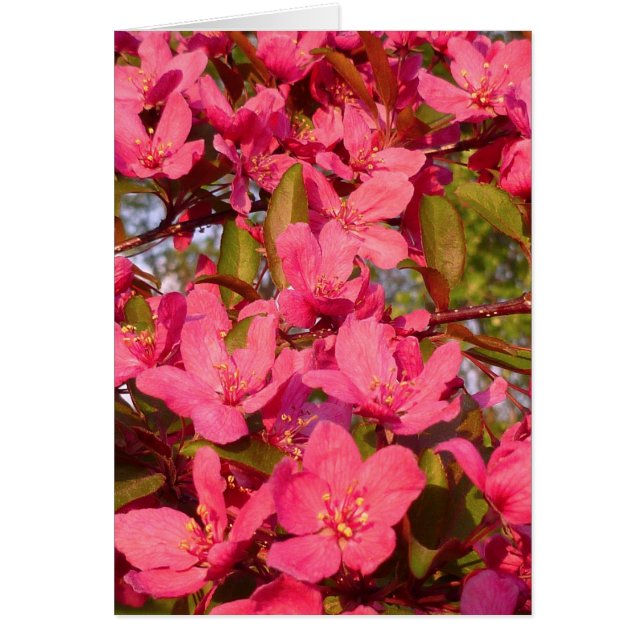 Fleurs de pomme sauvage (Devant)