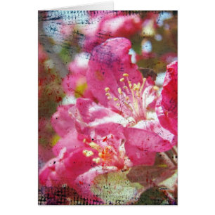 Fleurs de pommes de terre