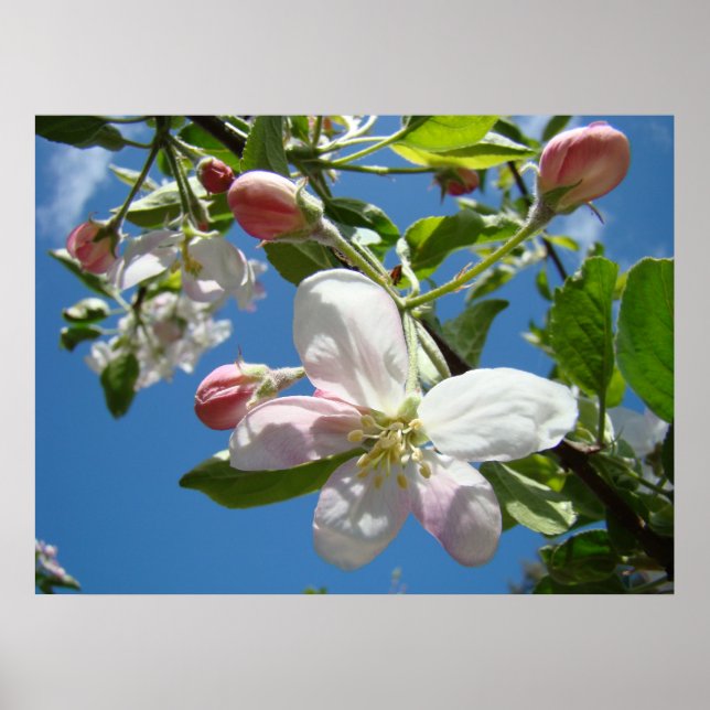 FLEURS DE POMMIER PRINTEMPS Art Impressions Affich (Devant)