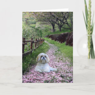 Fleurs de pourpre de carte de Shih Tzu
