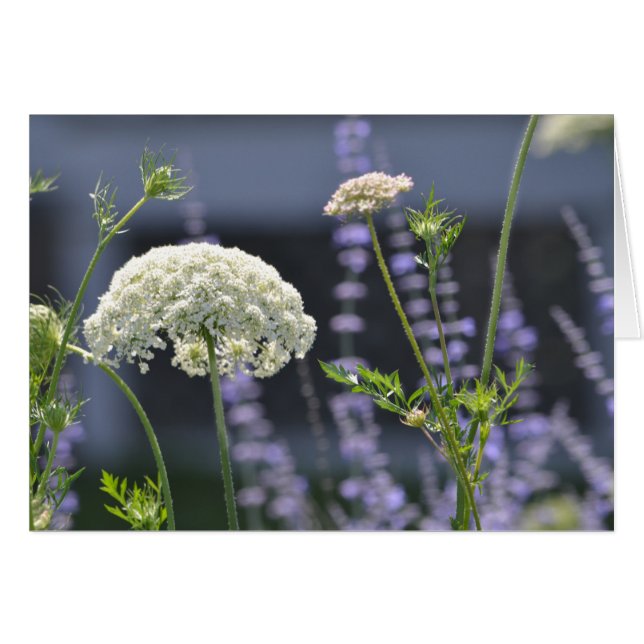 Fleurs de prairie (Devant horizontal)