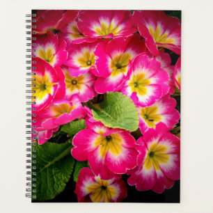Fleurs de printemps 2024