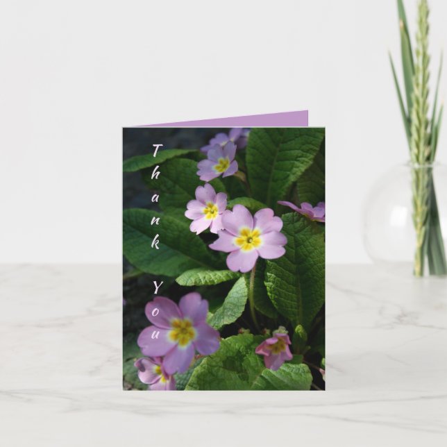 Fleurs de printemps Primula 2 Merci de Sympathie N (Devant)