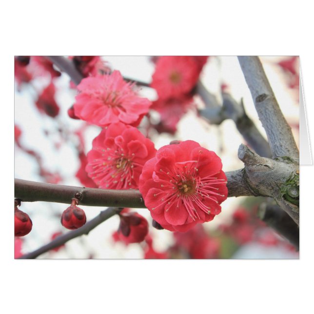 fleurs de prune fleurs rose de printemps (Devant horizontal)