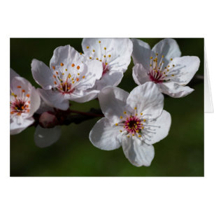 Fleurs de prunes printanières