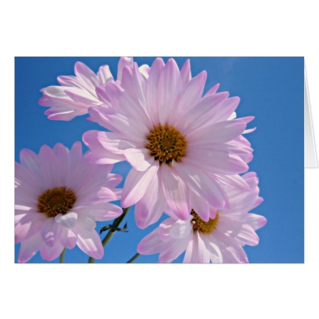 Fleurs de ressort (Devant horizontal)
