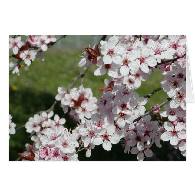 Fleurs de ressort (Devant Horizontal)