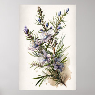Fleurs de romarin bleu Poster d'impression