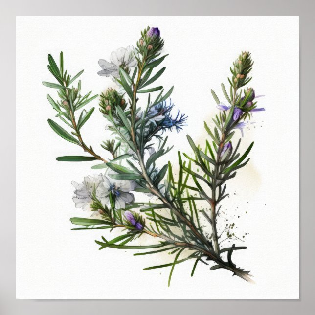 Fleurs de romarin bleu Poster d'impression (Devant)
