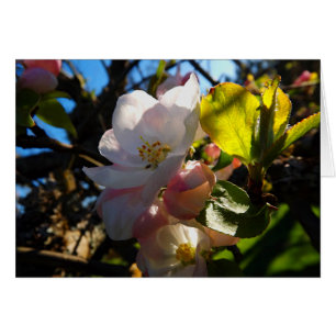 Fleurs de rougissement