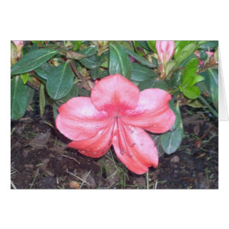 Fleurs de serre neuf