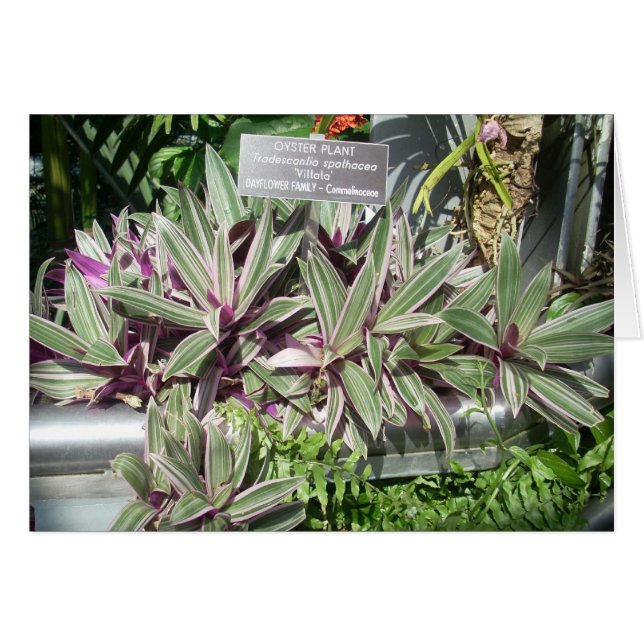 Fleurs de serre Onze (Devant horizontal)