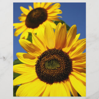 Fleurs de soleil
