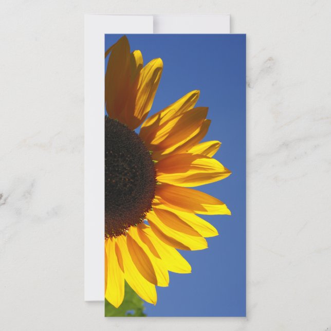 Fleurs de soleil (Devant)