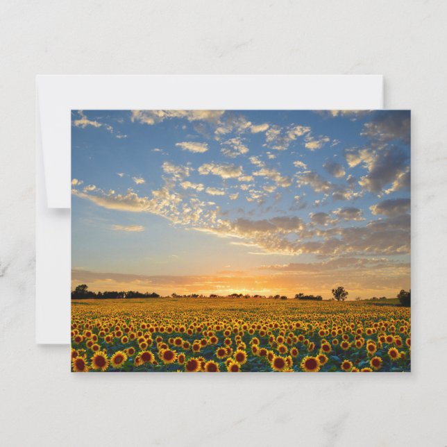 Fleurs de soleil au coucher du soleil (Devant)