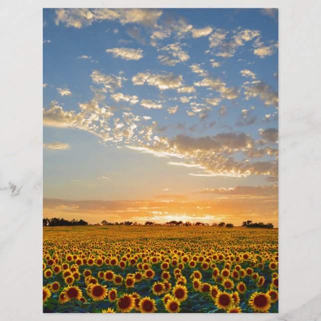 Fleurs de soleil au coucher du soleil (Devant)