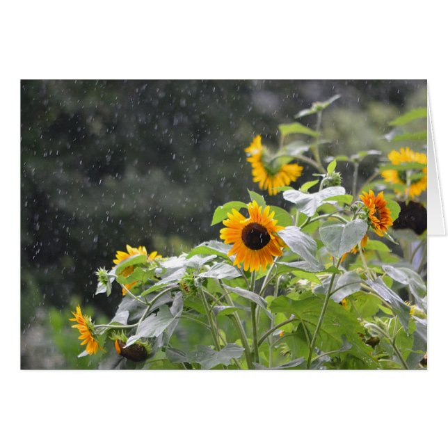 Fleurs de soleil du Jour des pluies (Devant horizontal)