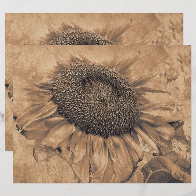 Fleurs de soleil géantes Vintage Sepia Brown Décou (Devant / Derrière)